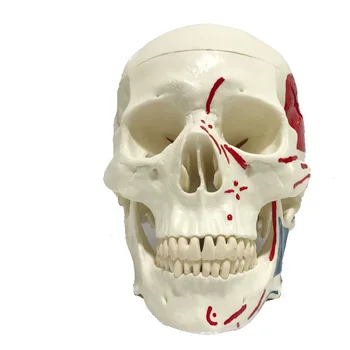 Cartoon model 1:1 Lekárske Anatomický Model Ľudskej Lebky Vysoko Kvalitné Klasické Vymeniteľné Lekársky Spotrebný materiál na Vyučovanie