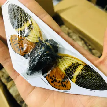 Veľké Juhovýchodnej Ázie cikada vzoriek prvoky hmyzu vzoriek popular science učebných pomôcok chrobák reálne hmyzu dekor urob si sám